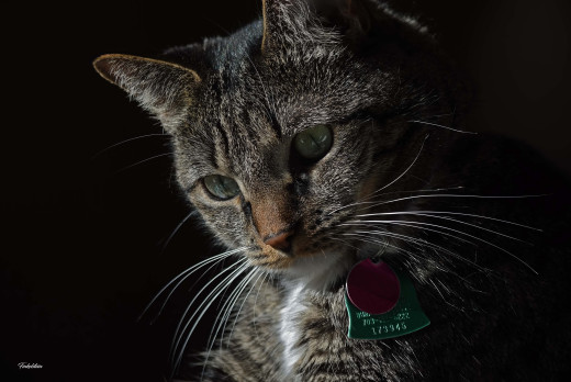 1756375 (a): :4311x2884